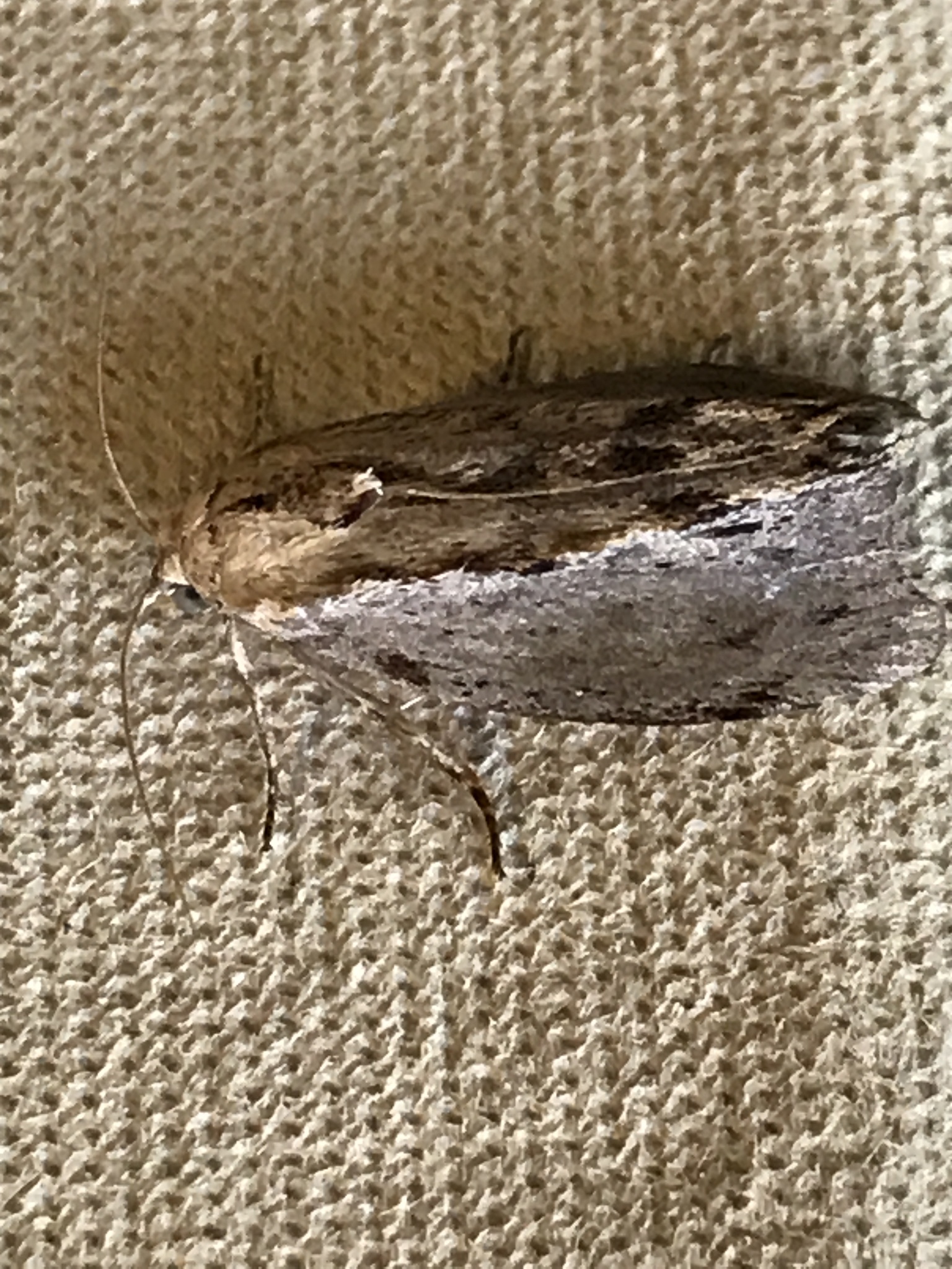 Galleria mellonella