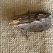 Greater Wax Moth