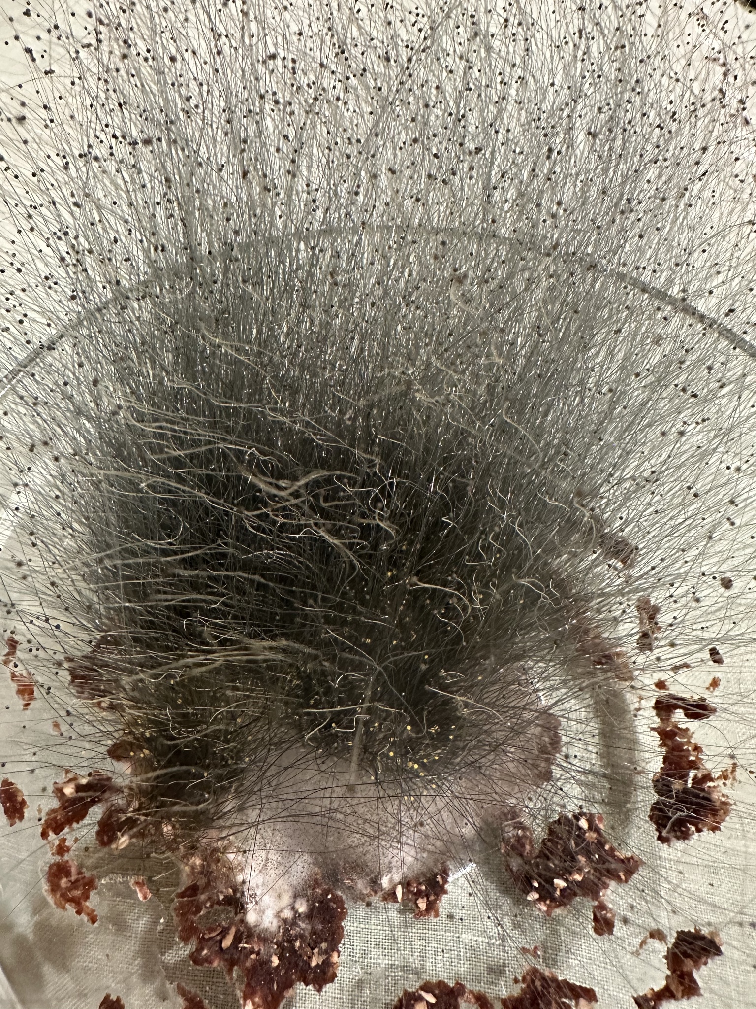 Phycomyces