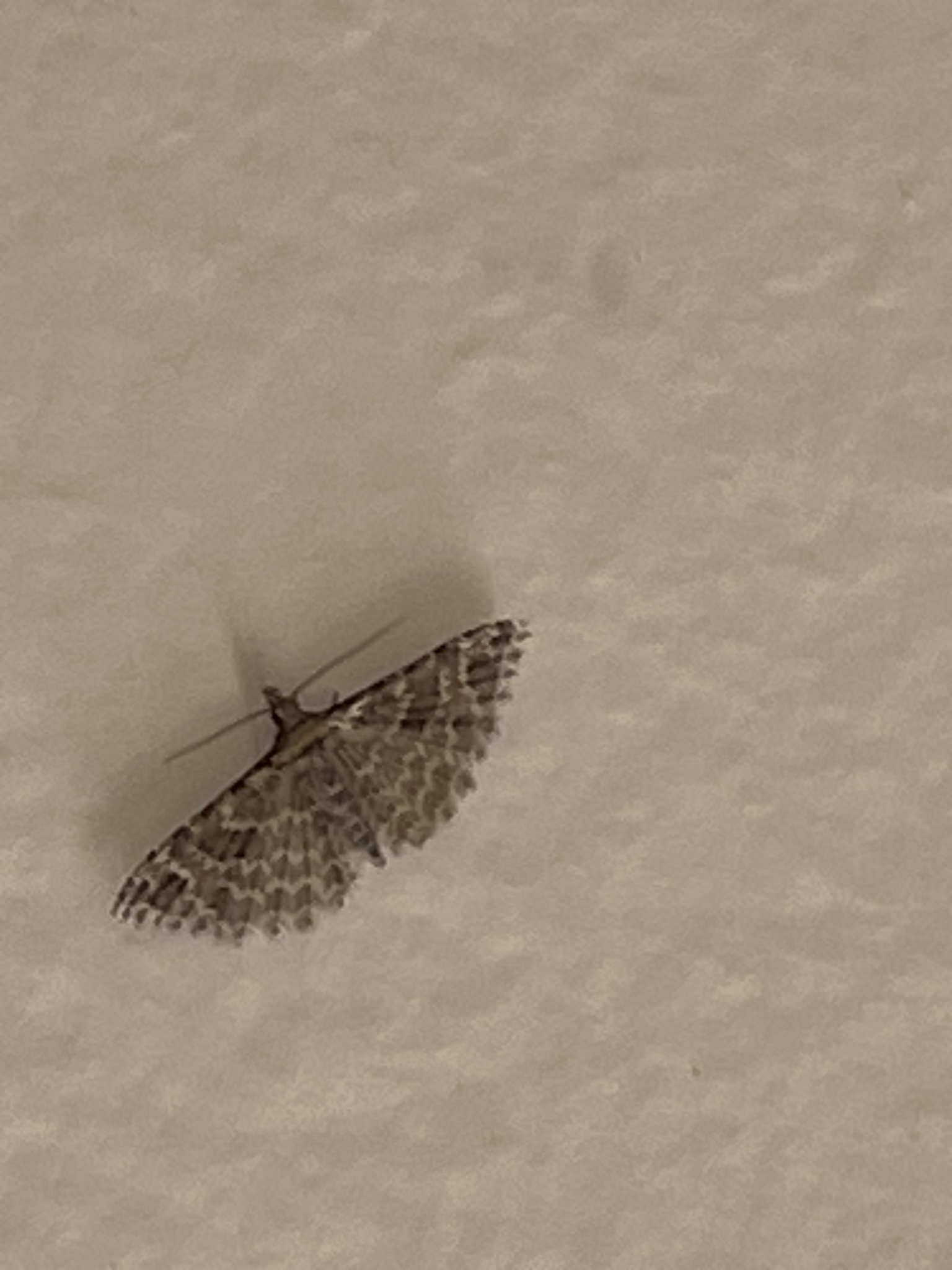 Alucita montana