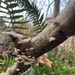 Scytinotus