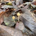 Galerina semilanceata