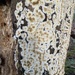 wet rot