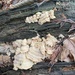 Trembling Crust