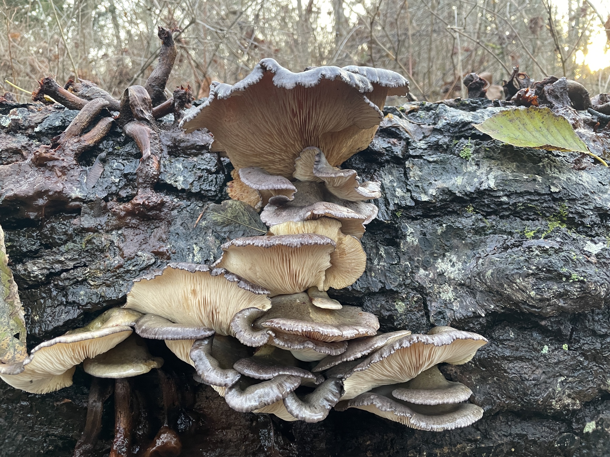 Sarcomyxa serotina