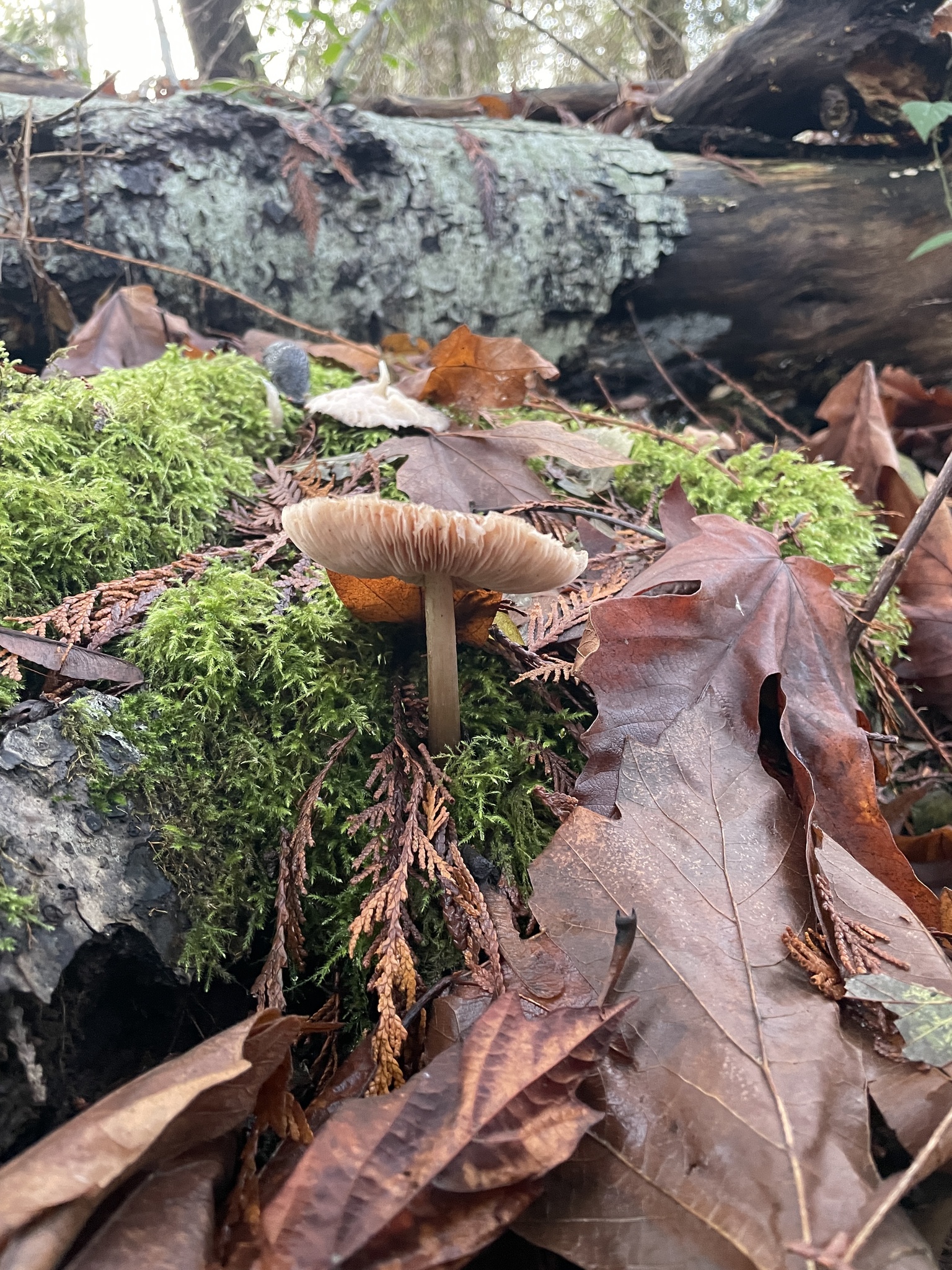 Fungi