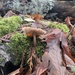 Fungi Including Lichens