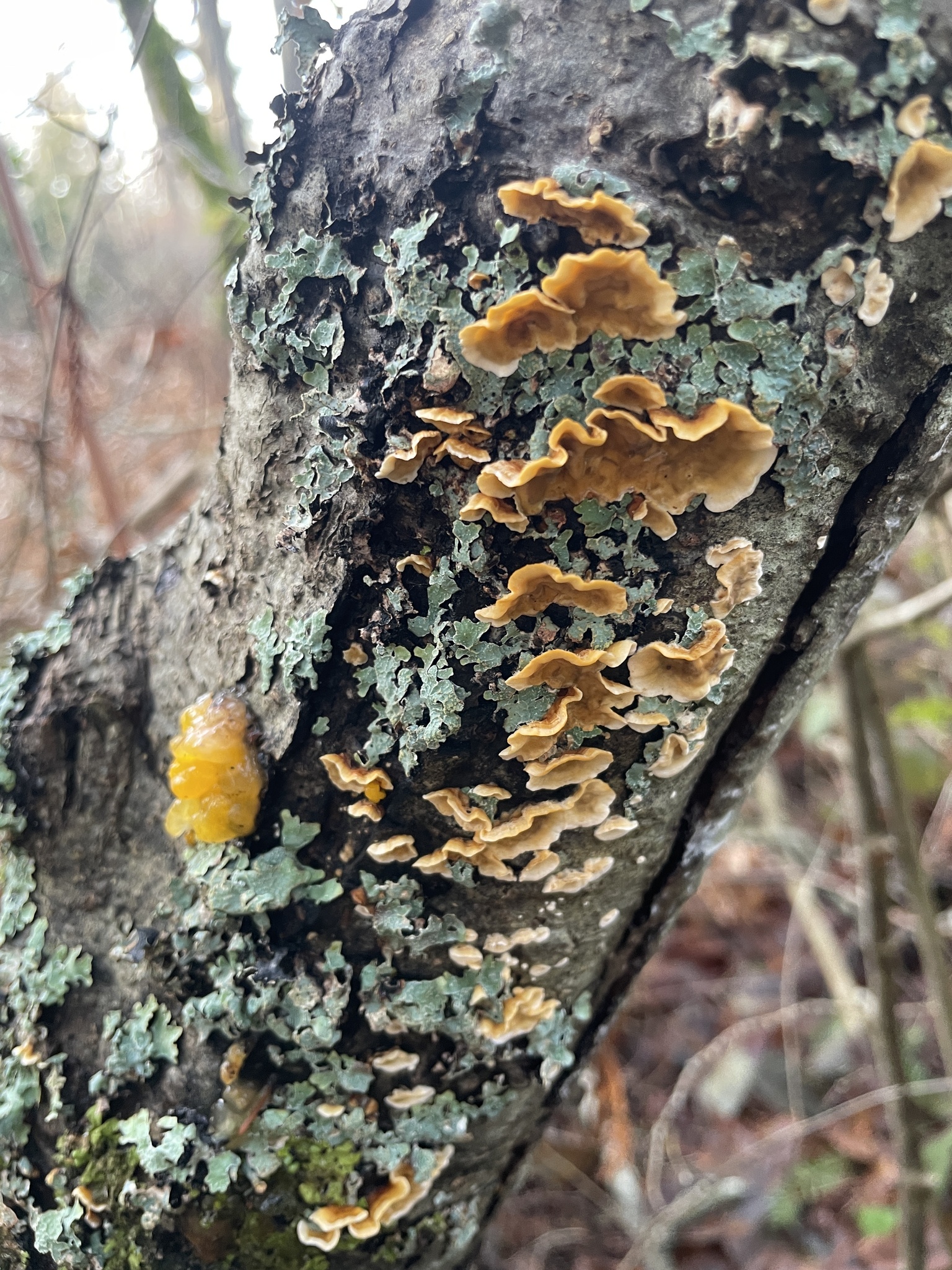 Stereum hirsutum