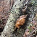 witch's butter