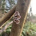 Silverleaf Fungus