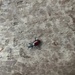 Narrow-collared Snail-eating Beetle
