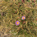 fleabanes and horseweeds