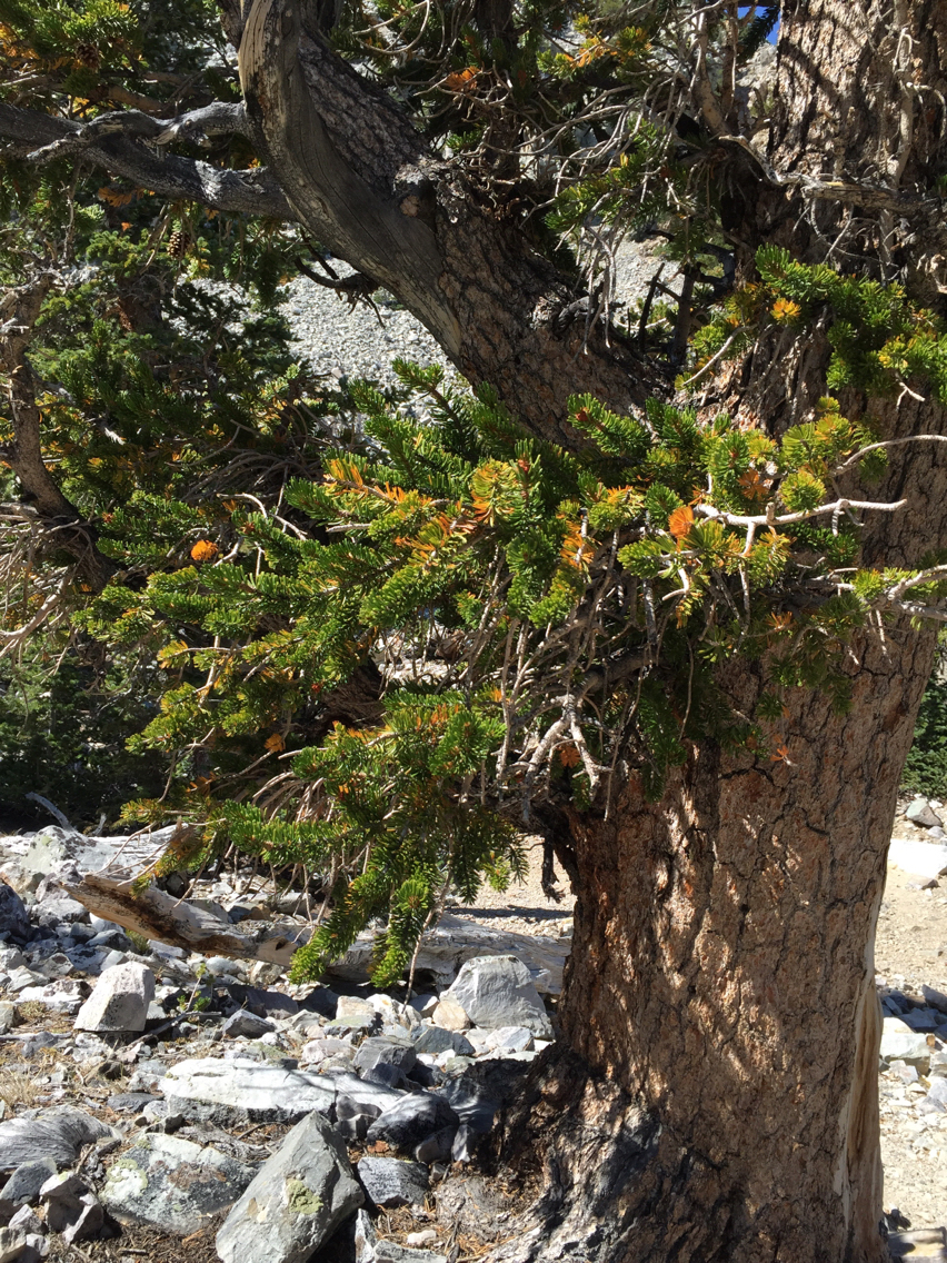 Pinus longaeva