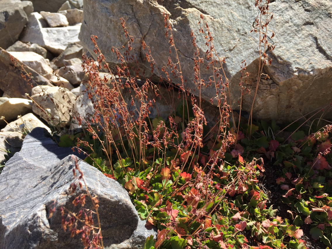 Heuchera