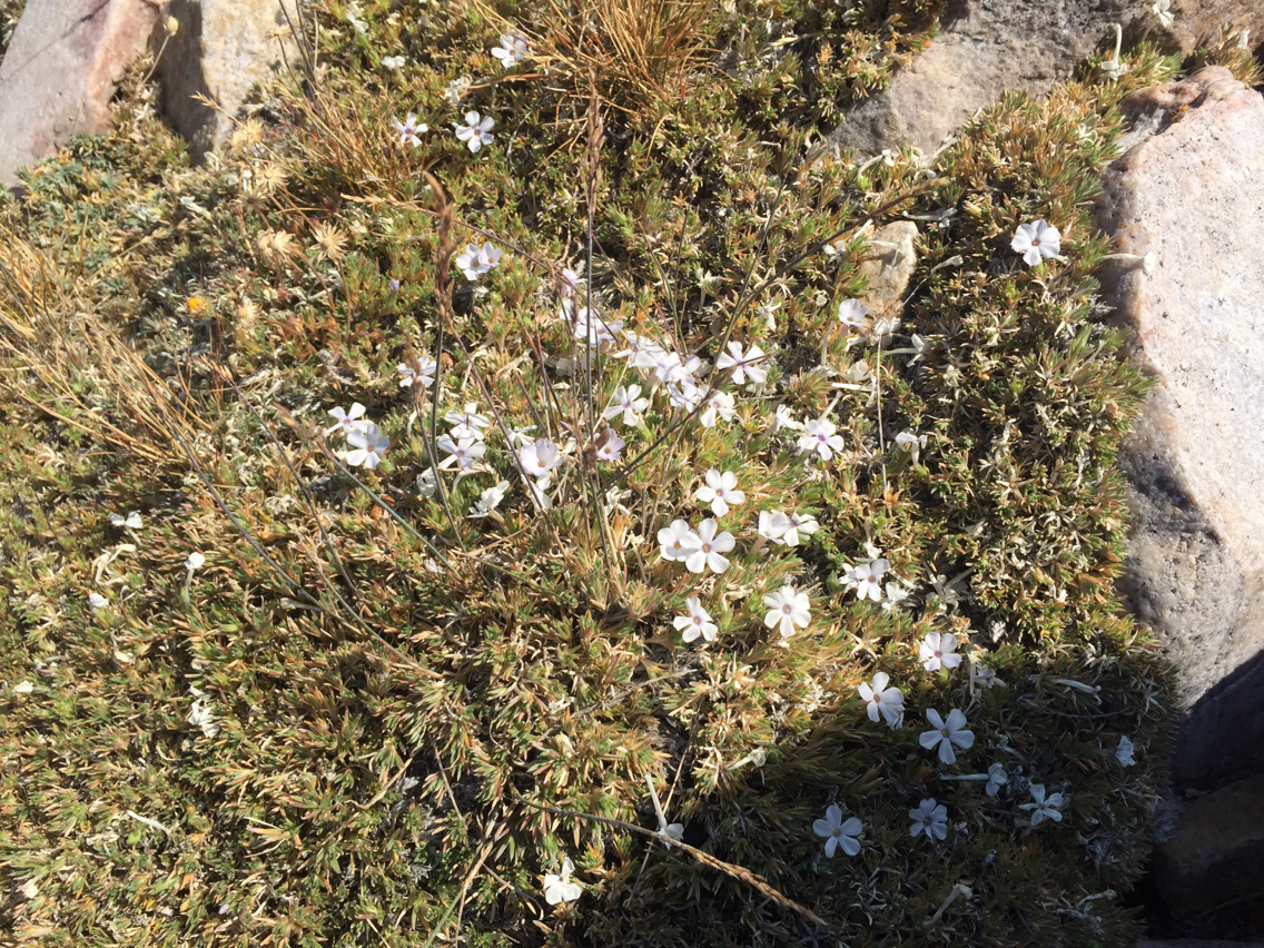 Phlox