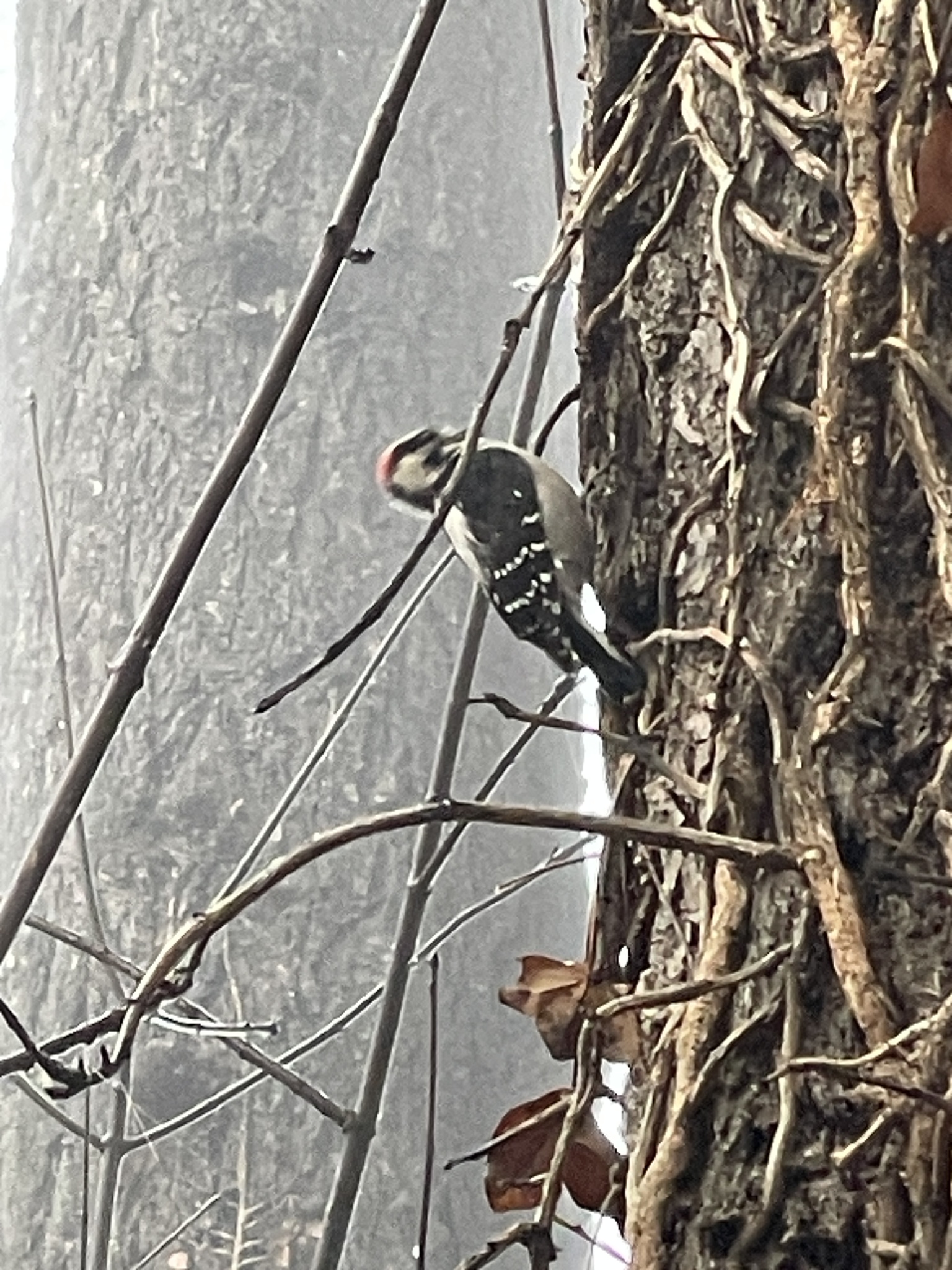 Dryobates pubescens