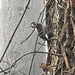 Downy Woodpecker