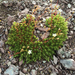 Yellow-spot Saxifrage