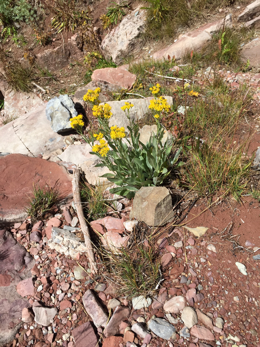Senecio atratus