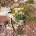 Tall Blacktip Ragwort