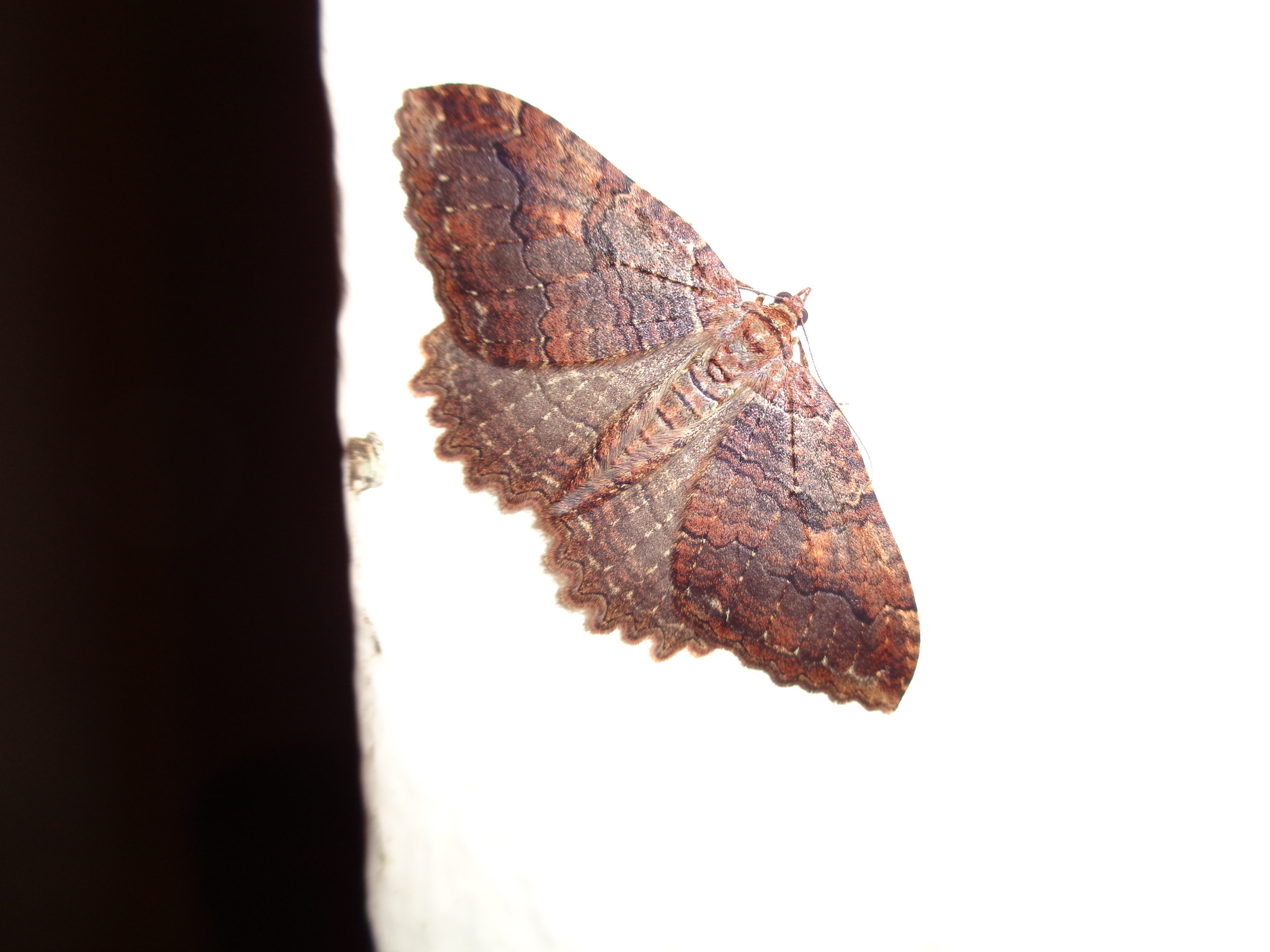 Triphosa haesitata