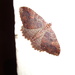 Tissue Moth