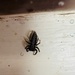 California Flattened Jumping Spider