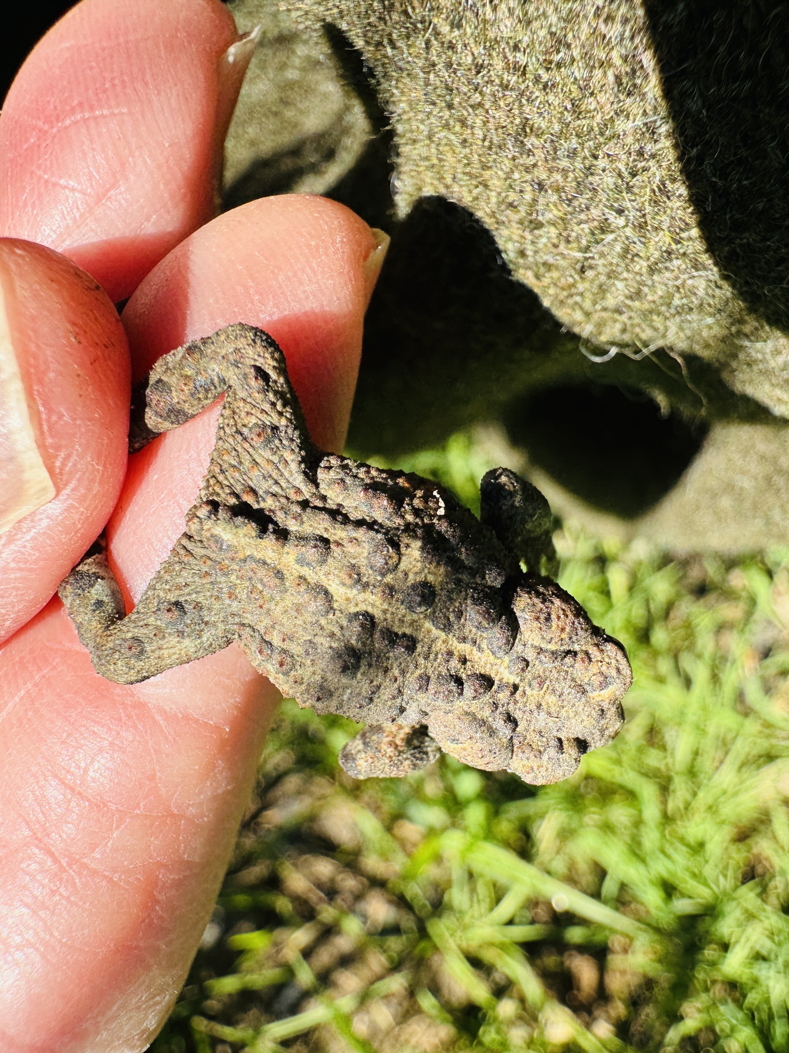 Anaxyrus boreas