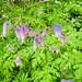 Pacific Bleeding Heart