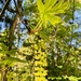 bigleaf maple