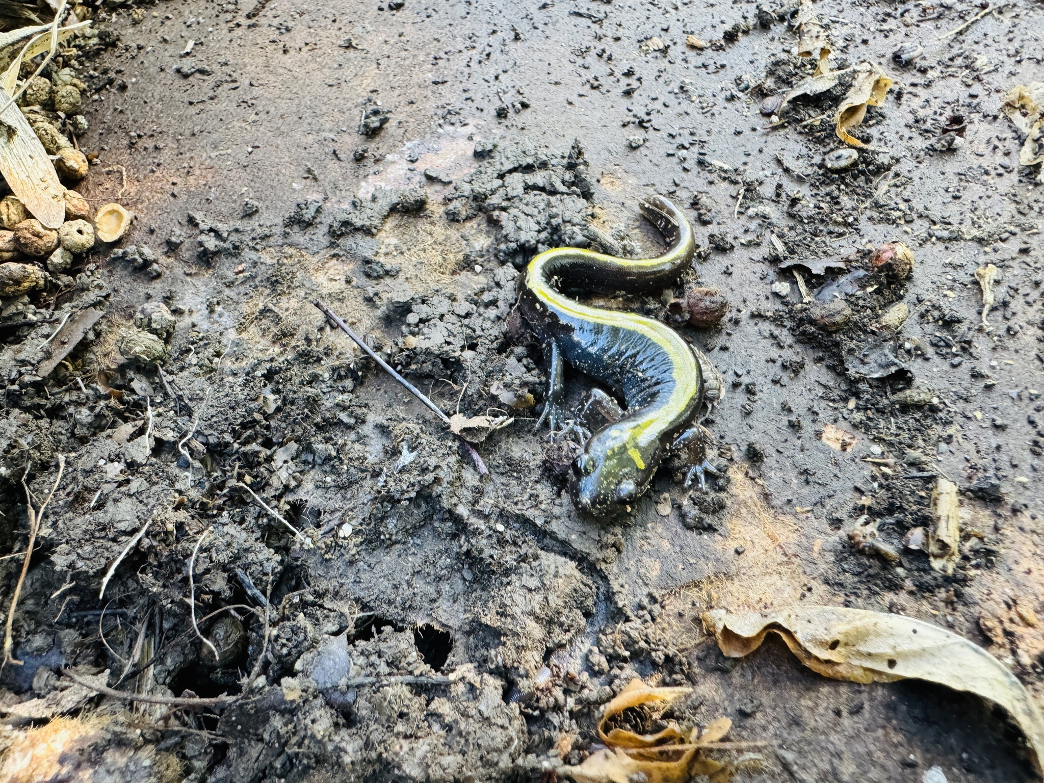 Ambystoma macrodactylum