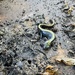 Long-toed Salamander