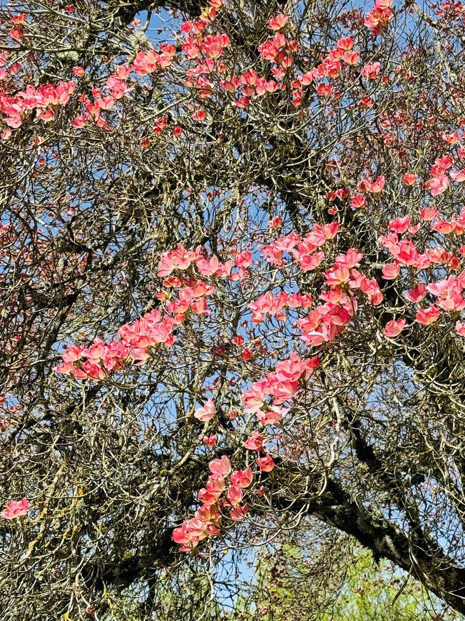 Cornus florida