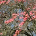 flowering dogwood