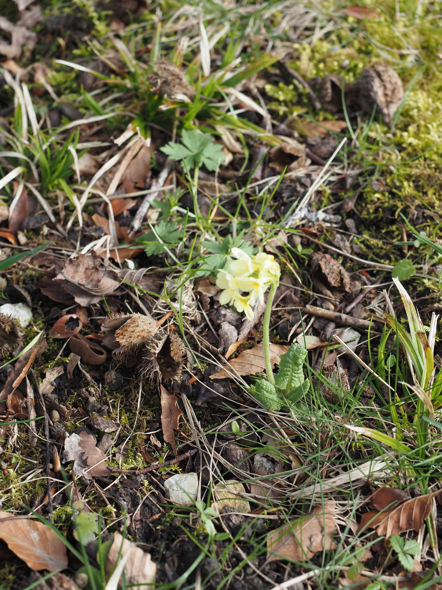 Primula elatior