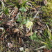 Oxlip