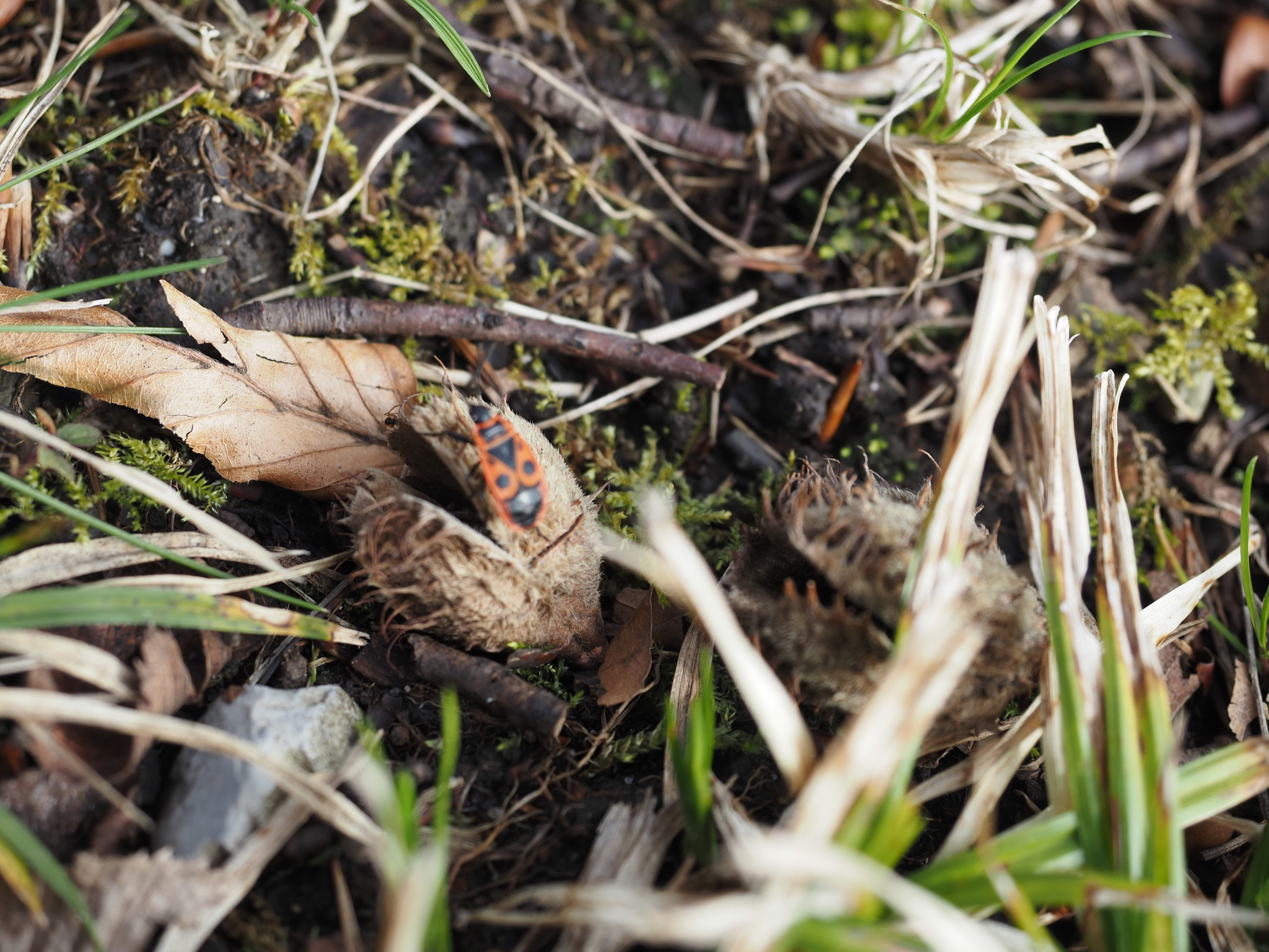Pyrrhocoris apterus