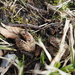 European Firebug