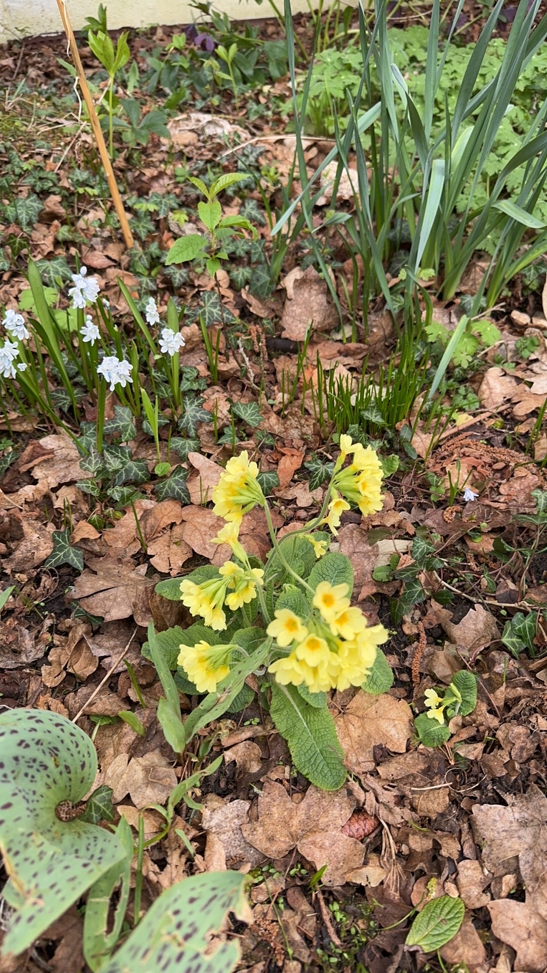 Primula elatior