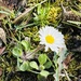 Lawn daisy