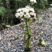 Western Sweet Coltsfoot