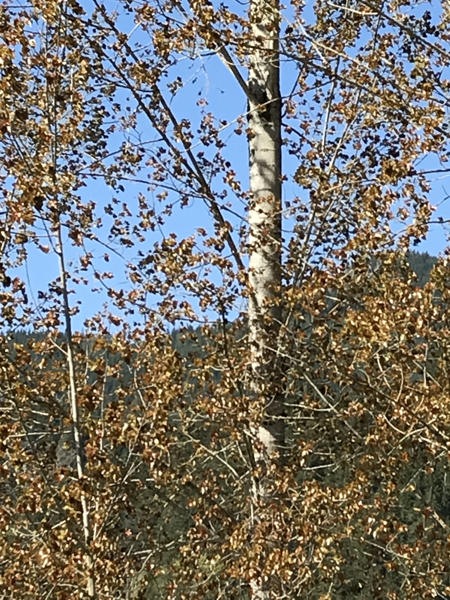 Populus trichocarpa
