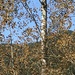 black cottonwood