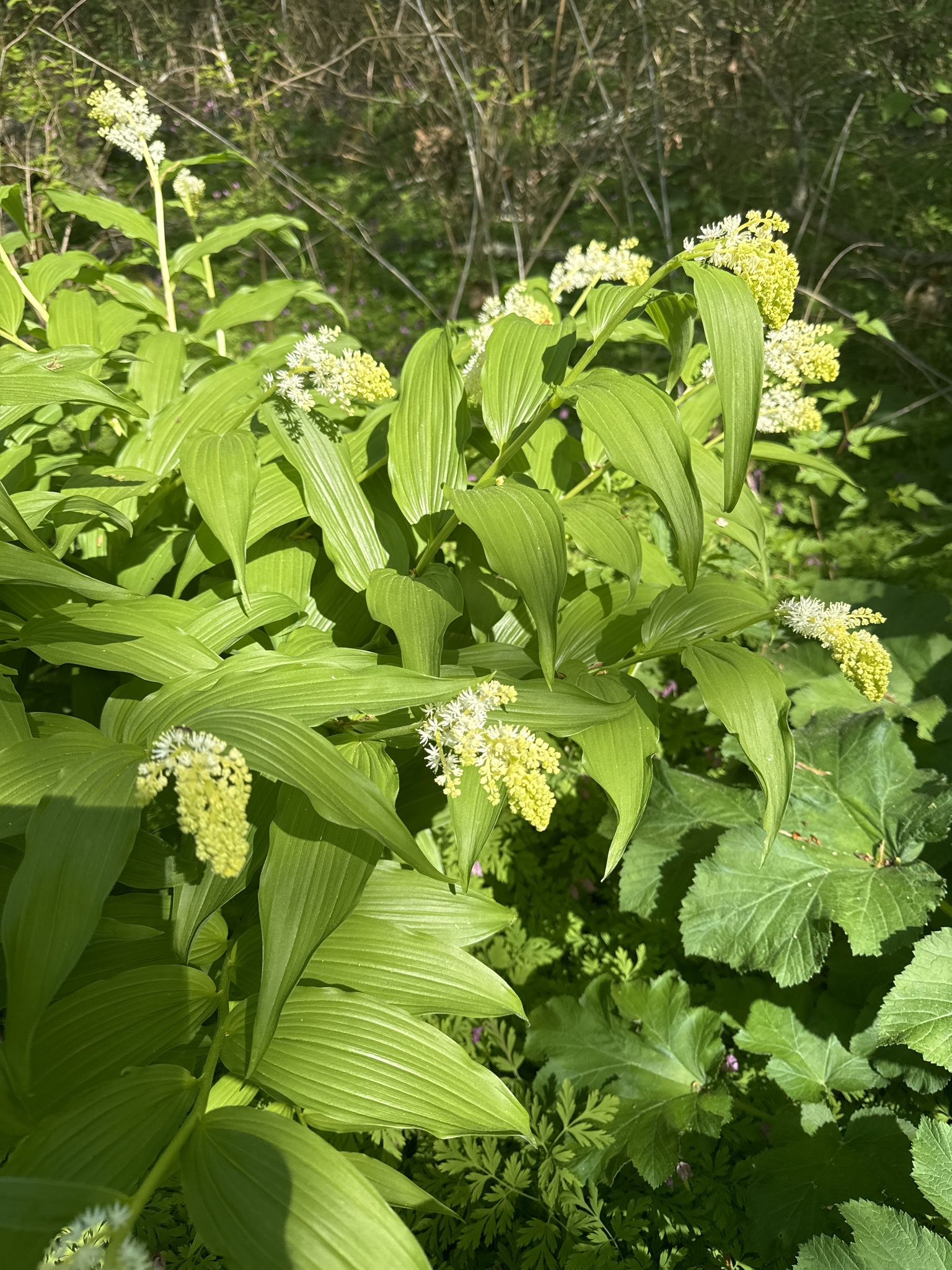 Maianthemum racemosum