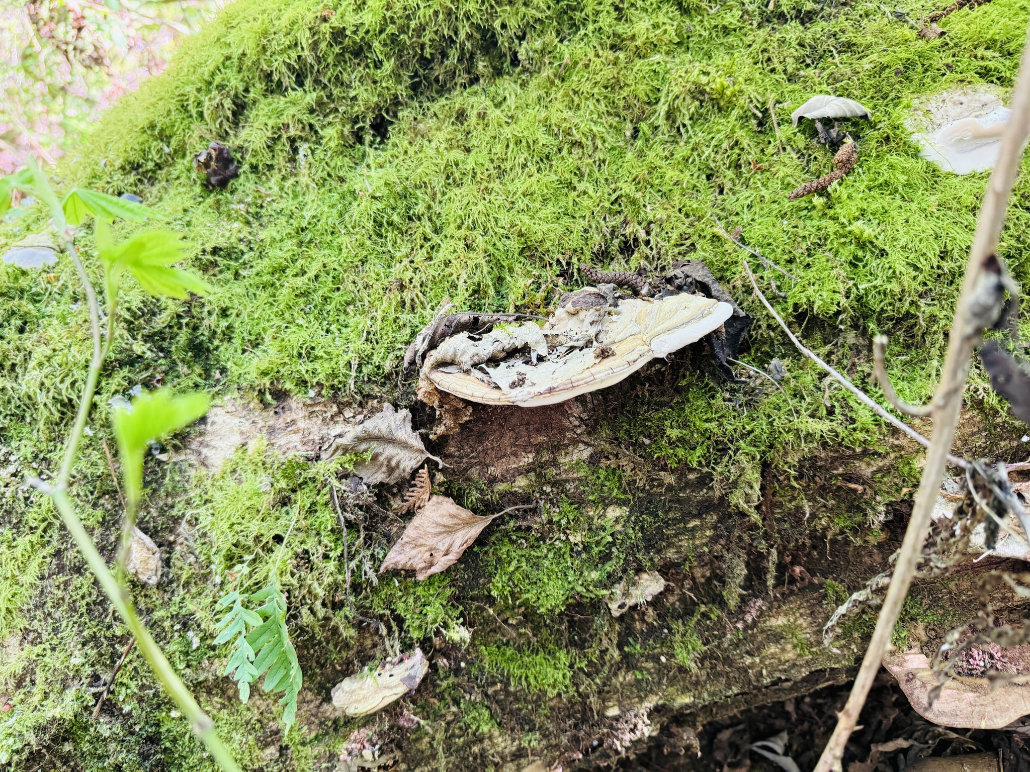 Ganoderma