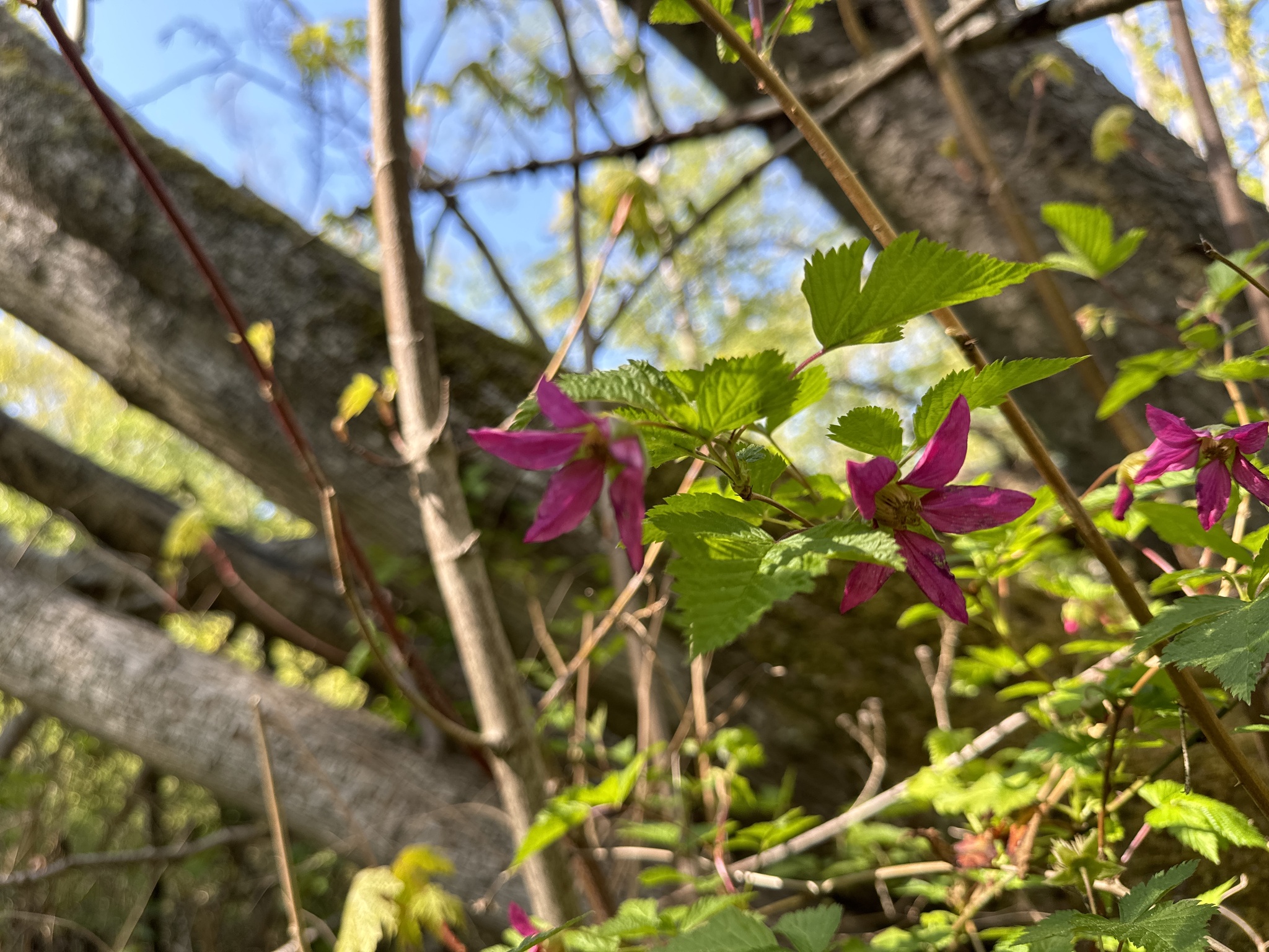 Rubus spectabilis