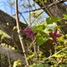 Salmonberry