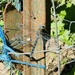 California Darner