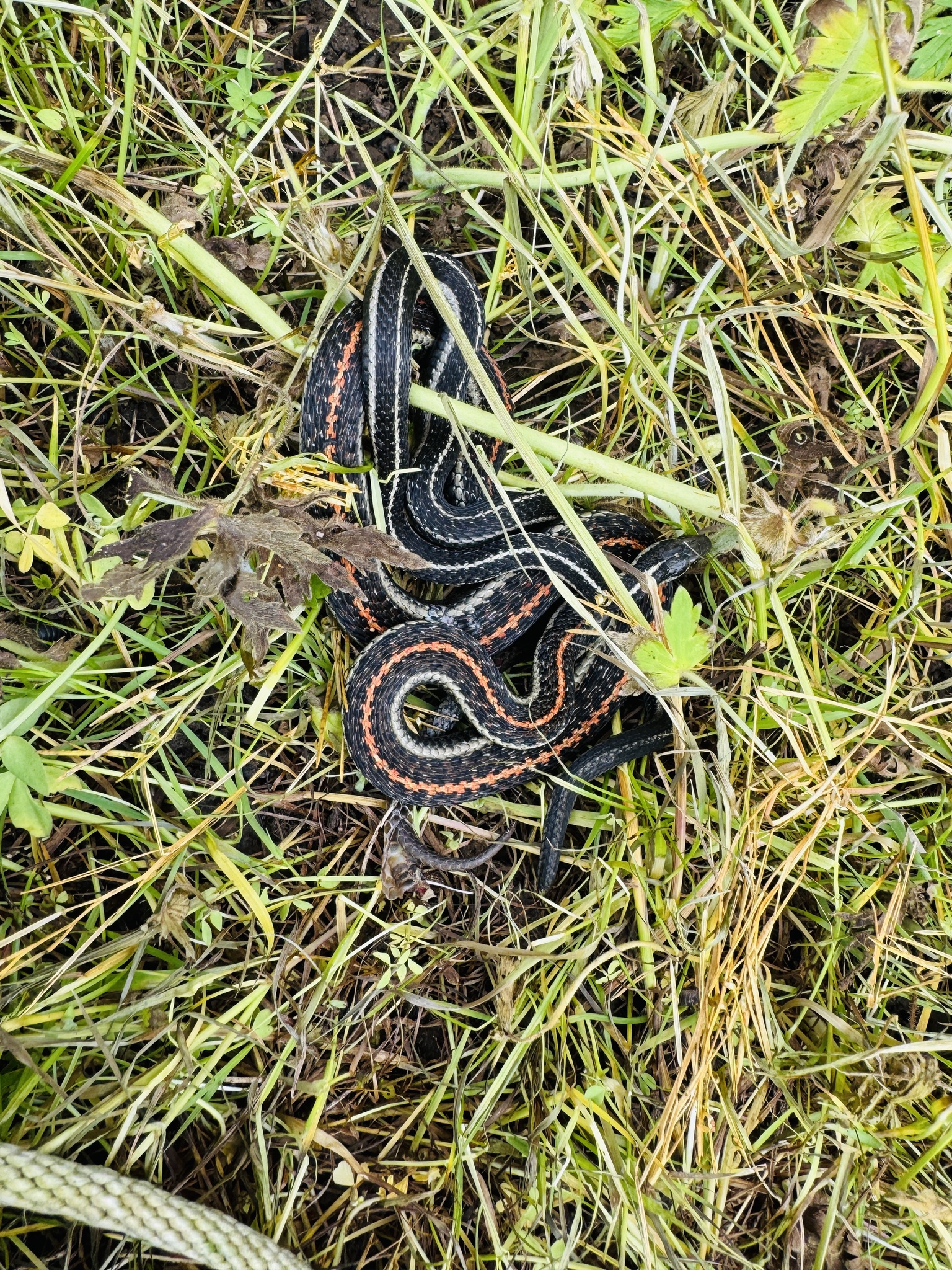 Thamnophis ordinoides