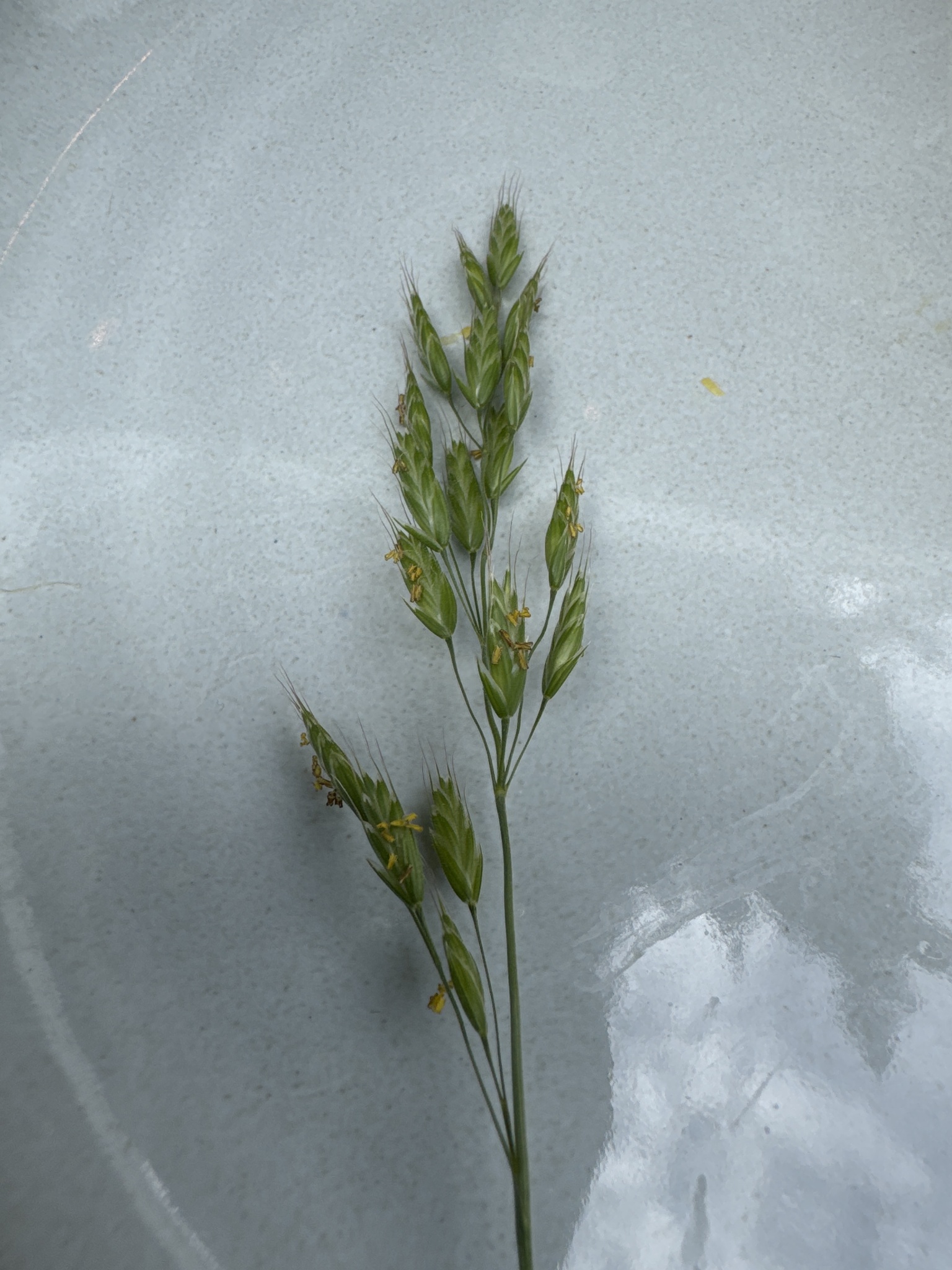 Bromus
